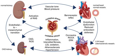 stress testing for kidney failure